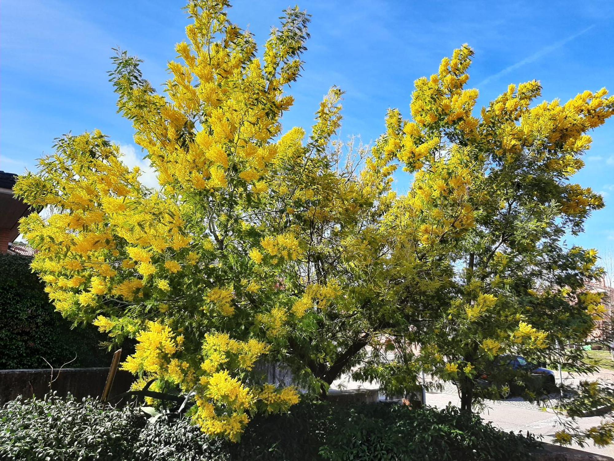 Апартаменти La Mimosa Доцца Екстер'єр фото